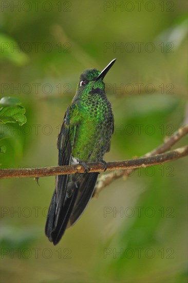 Blue-tailed Hummingbird