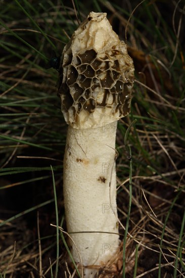 Dune stinkhorn