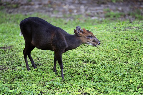 Black duiker