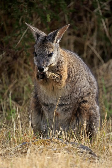 Tammar Wallaby