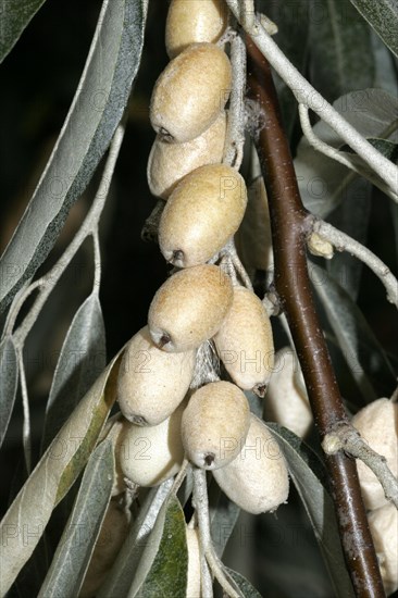 Russian OliveSlim-leaved Olive Willow