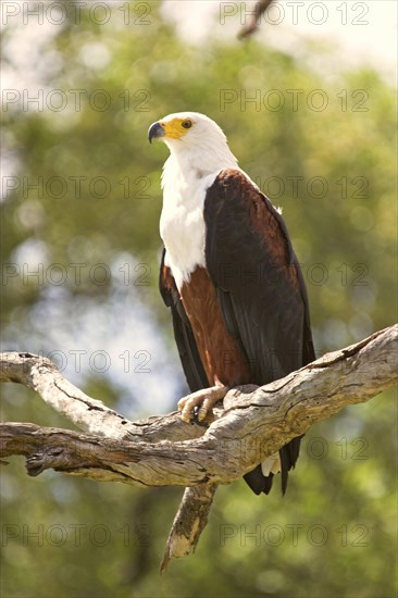 African Fish Eagle