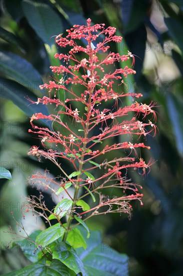 Pagoda Flower