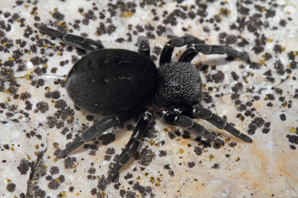 Ladybird spider