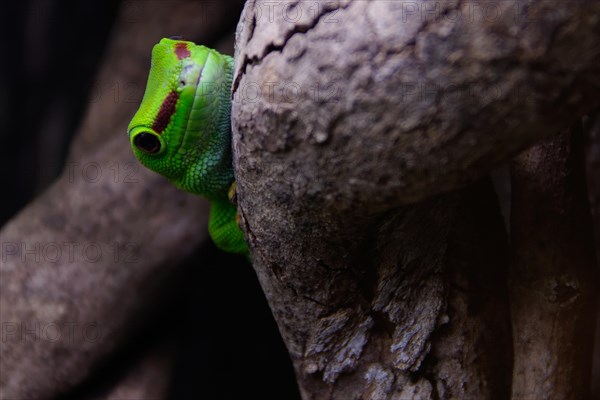 Day gecko