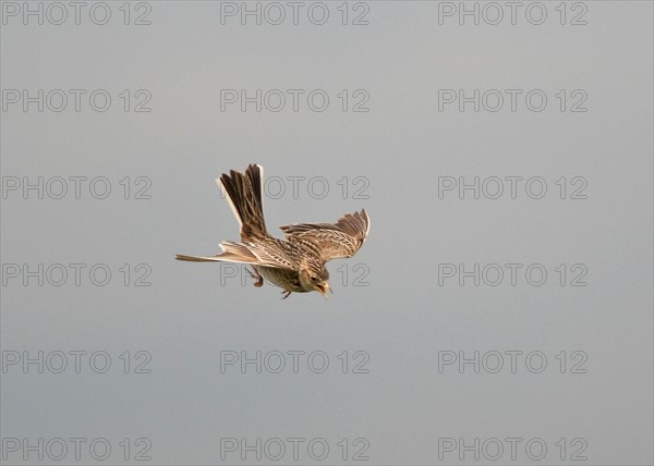 Eurasian skylark