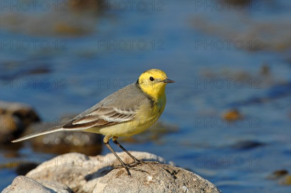 Citrine wagtail