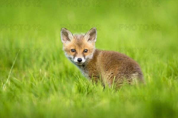 Red fox