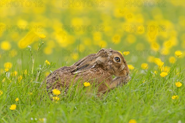 European Hare