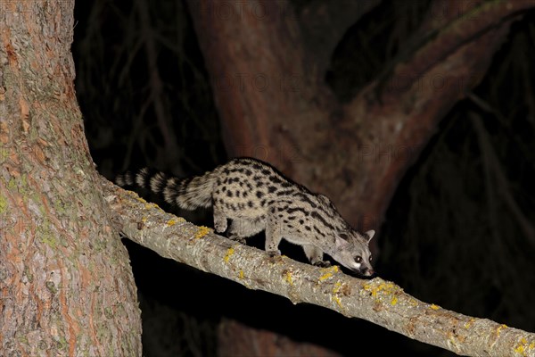 Small-spotted Genet