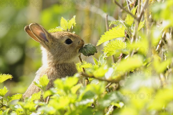 European rabbit