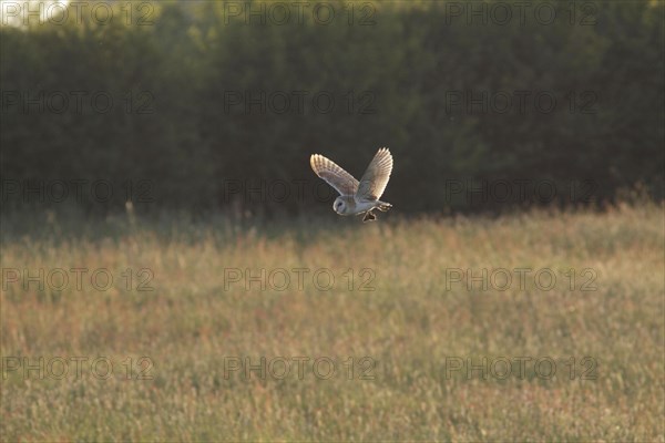 Common barn owl