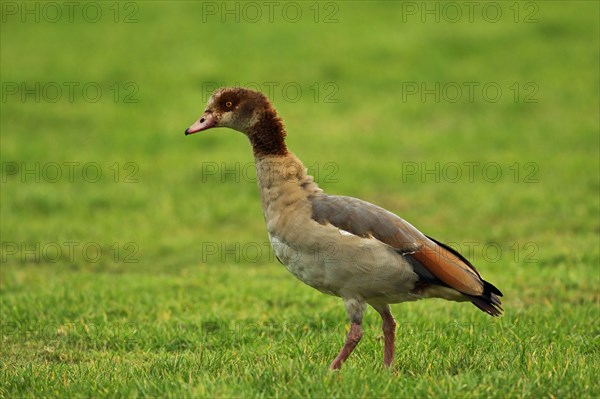 Egyptian egyptian goose