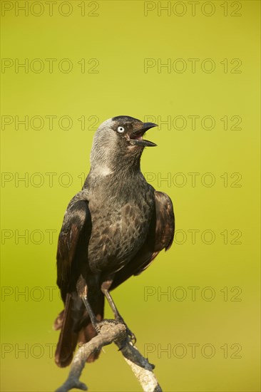 Western jackdaw