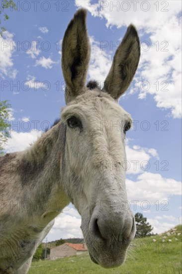 Donkey