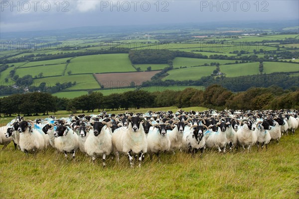 Domestic Sheep