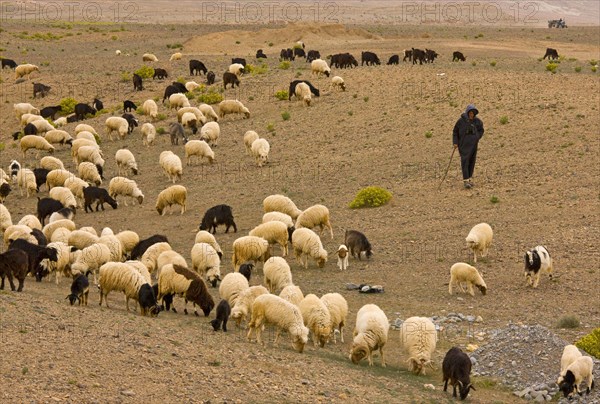 Sheep farming