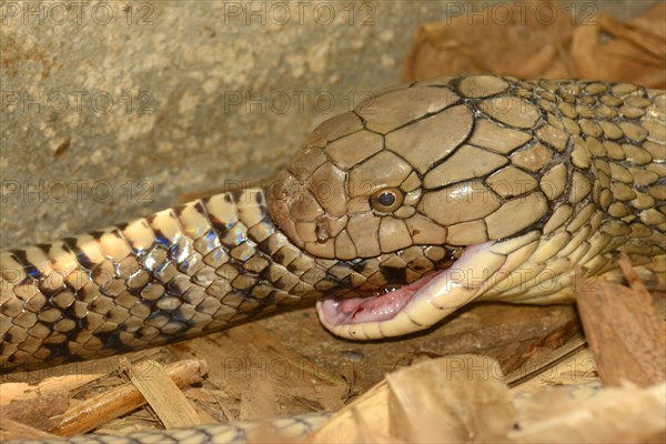 King Cobra