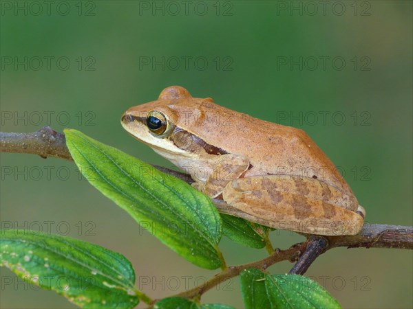 Common Indian tree frog
