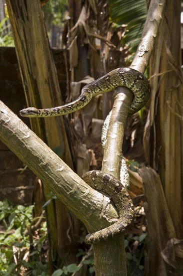 Madagascar Tree Boa