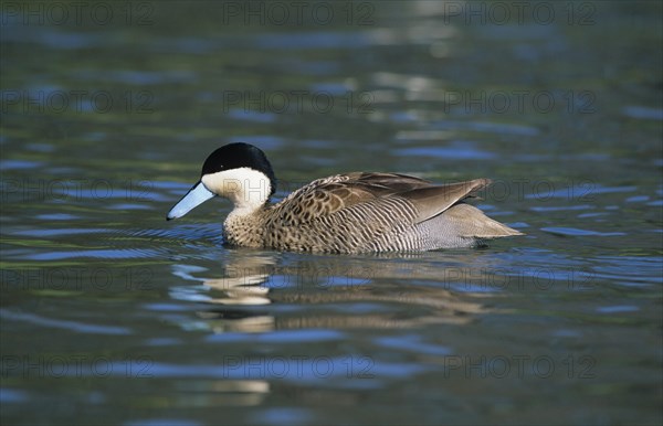 Silvery duck