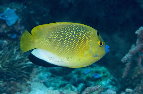 Three-spot Angelfish