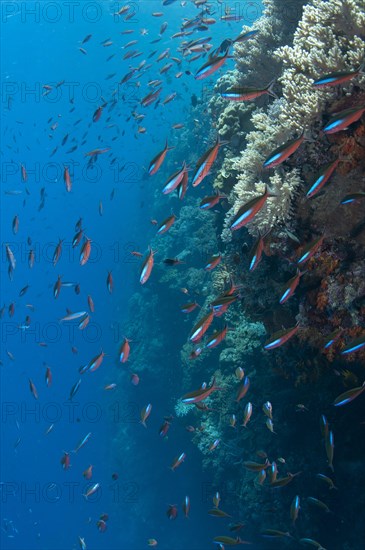 Blue-striped fusiliers