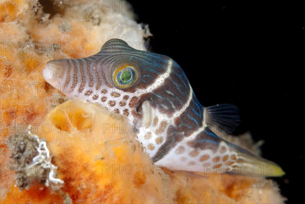 Saddleback Pufferfish