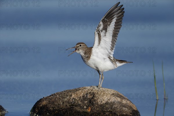 Common Sandpiper