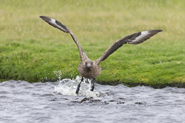 Great Skua