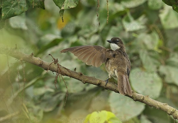 Green bulbul