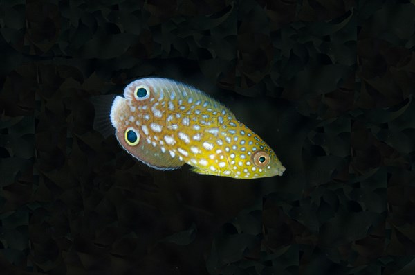 New Guinea Wrasse