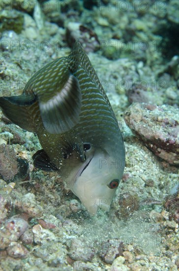 Tree wrasse