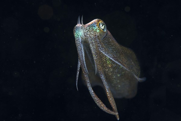 Bigfin reef squid