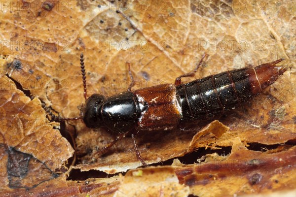 Rove Beetle