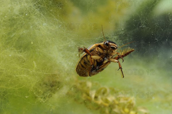 Great diving beetle