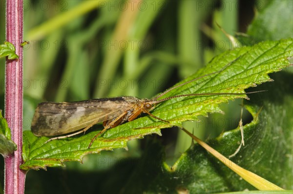 Cinnamon Sedge Caddisfly