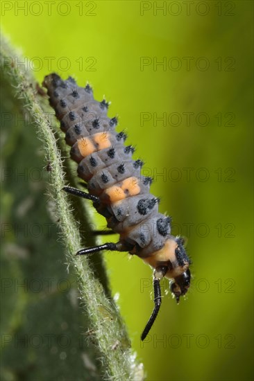 Coccinella 7-punctata