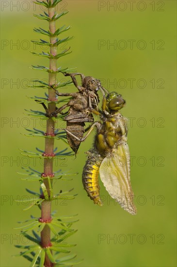 Broad-bodied Chaser adult