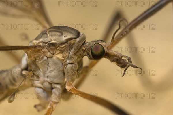 Cranefly