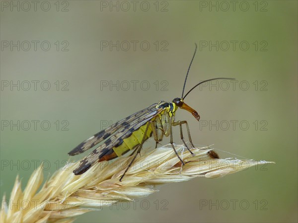 Common Scorpionfly