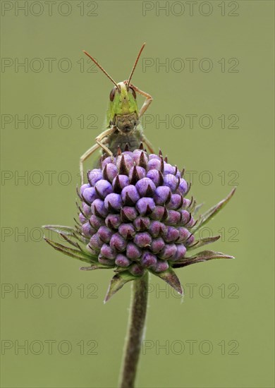 Lesser marsh grasshopper