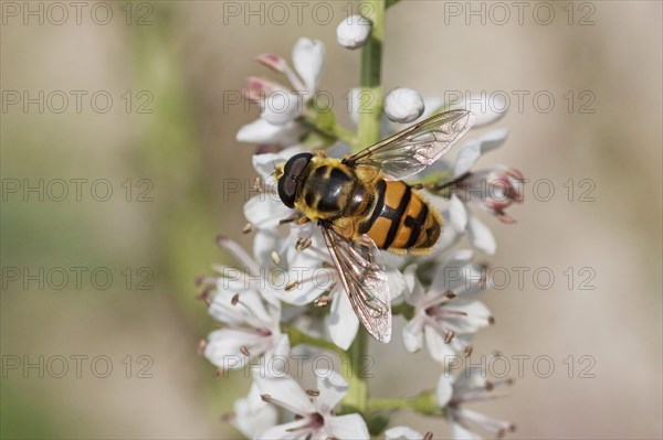 Hoverfly