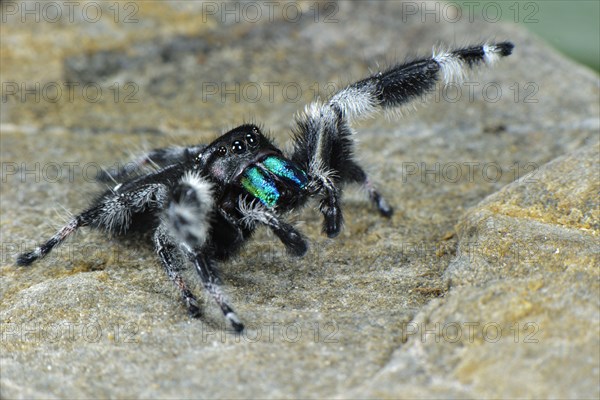 Regal Jumping Spider