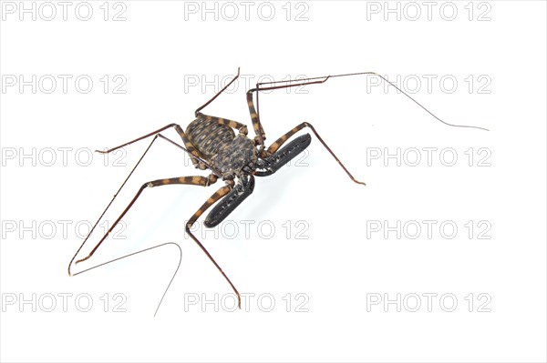 Flagellate spider