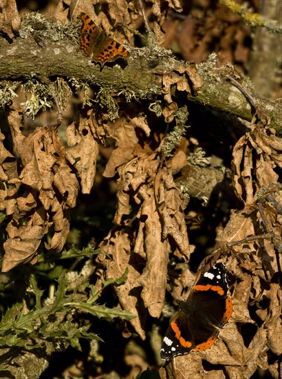 Red Admiral