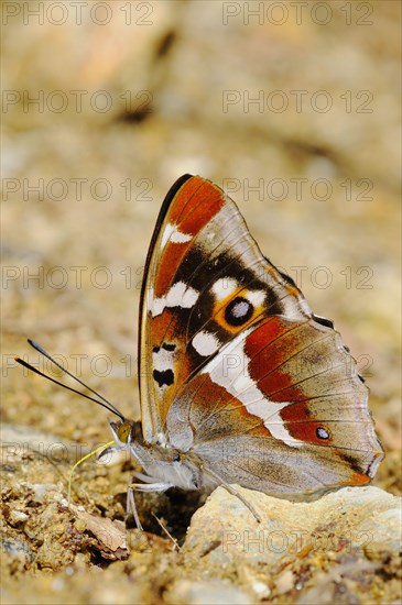 Purple Emperor adult