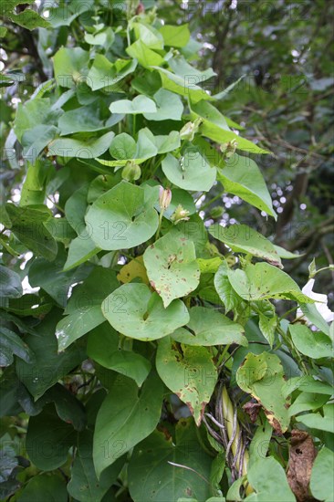 Hedge Bindweed