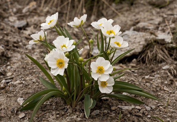 Pyrenean Buttercup