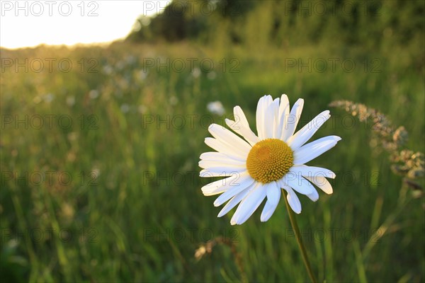 Ox-eye Daisy